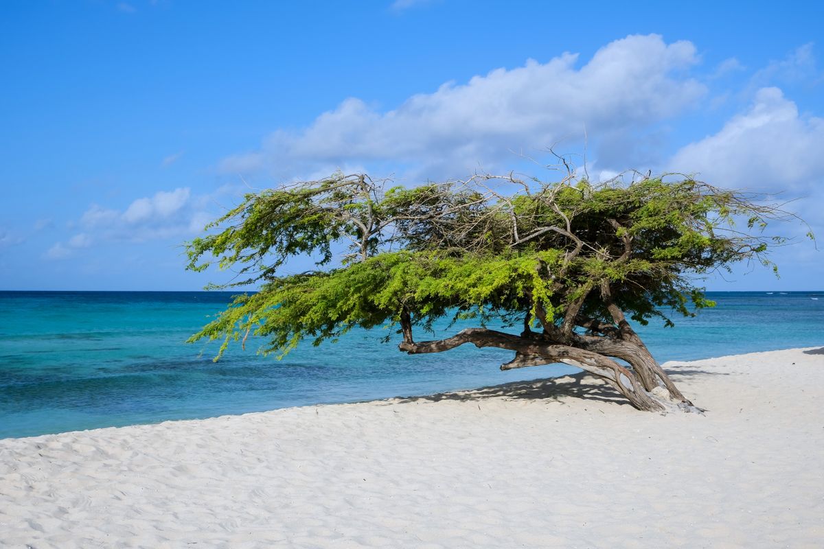 How to Book a Flight to Aruba