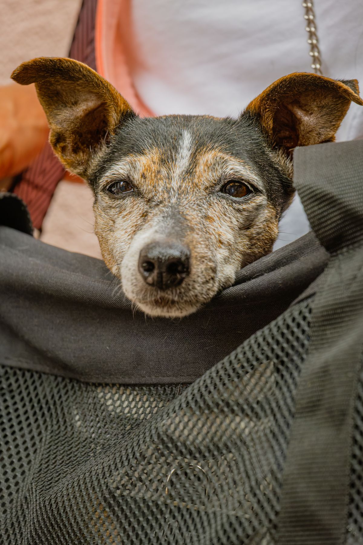 Pet-Friendly Airlines: Comparing Policies Before You Book